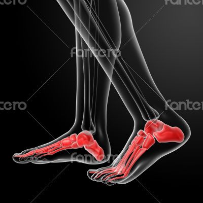 Human Skeletal  Feet - side view