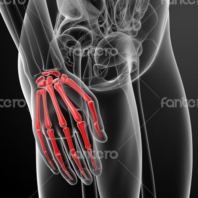 skeletal hand