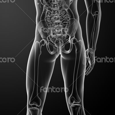  Human skeleton with hip and femur