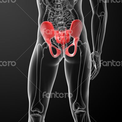illustration of human pelvis