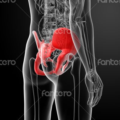 illustration of human pelvis - side view