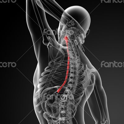 3d rendered illustration of the esophagus