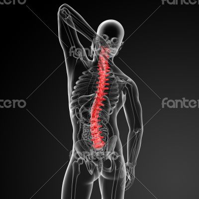 3d rencder Human Spine Anatomy
