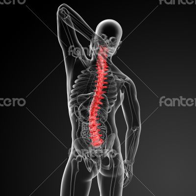 3d rencder Human Spine Anatomy 3d rencder Human Spine Anatomy