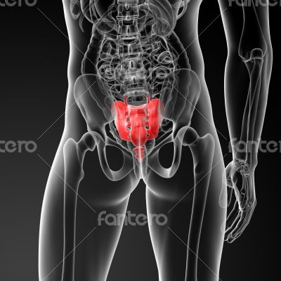 3d render illustration sacrum bone