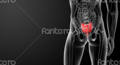 3d render illustration sacrum bone