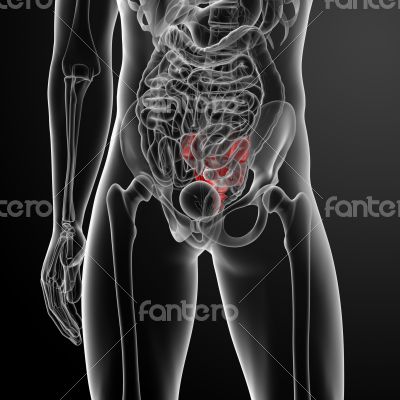 3d render illustration sacrum bone 3d render illustration sacrum bone