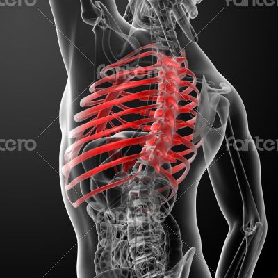 3d render illustration of the rib cage