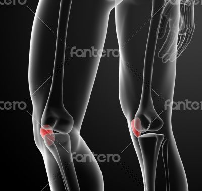 3d render illustration patella