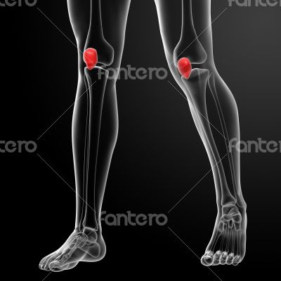 3d render illustration patella