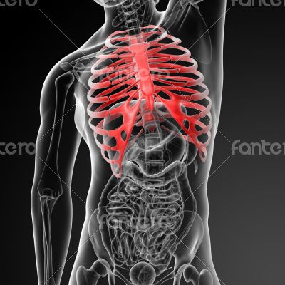 3d render illustration of the rib cage