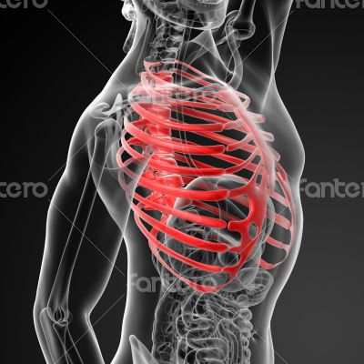 3d render illustration of the rib cage