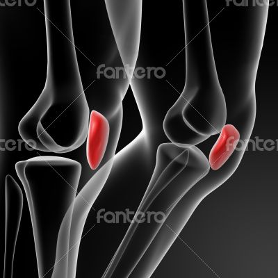 3d render illustration patella