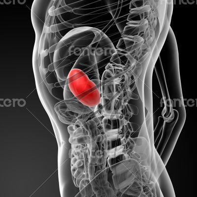Anatomy of the Spleen