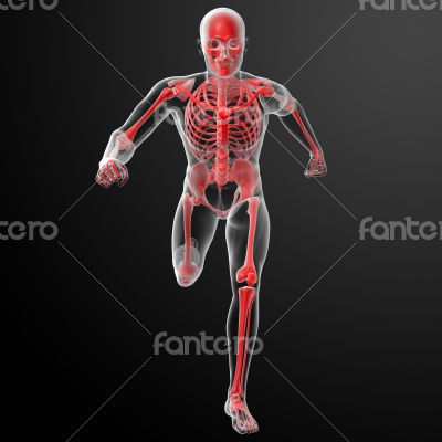Running human anatomy by X-rays in red 