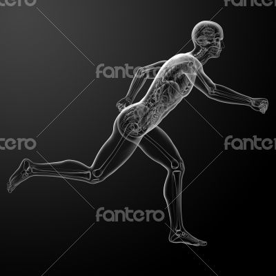 Running human anatomy by X-rays