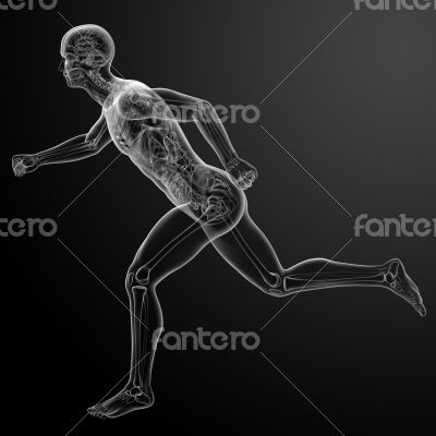 Running human anatomy by X-rays
