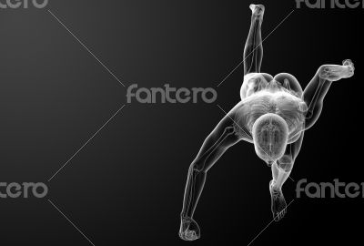 Running human anatomy by X-rays 