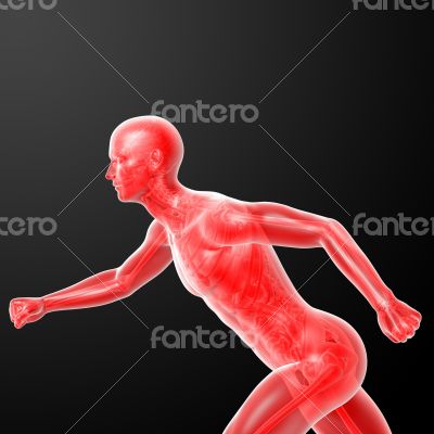 Running human anatomy by X-rays in red 