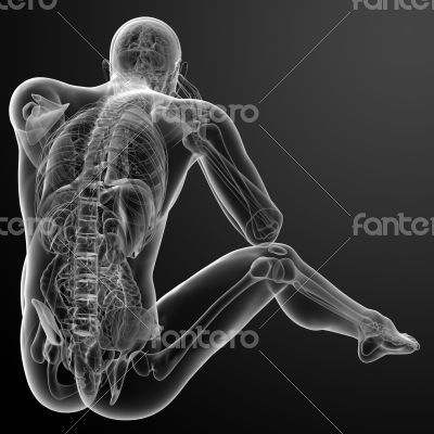 3d render Human anatomy - back view