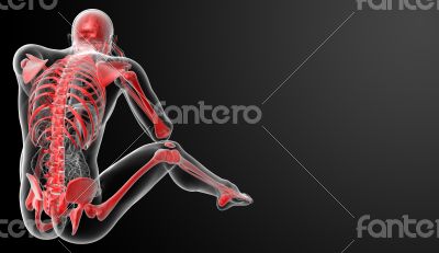 Red skeleton - back view