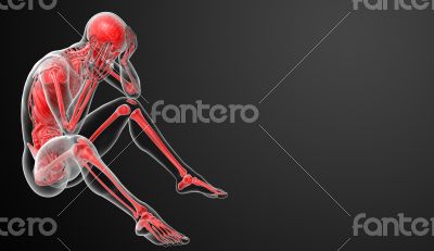 3d render Human anatomy