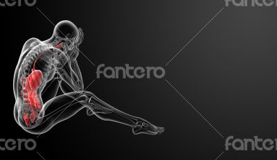 Human digestive system