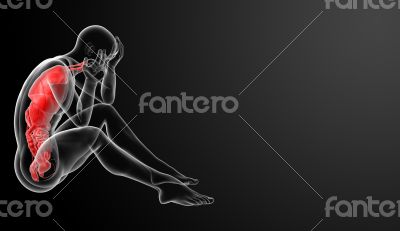 digestive system and Respiratory system