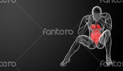 Human digestive system