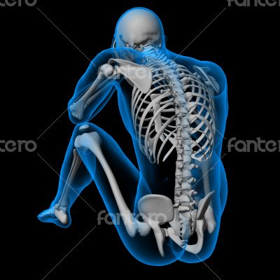 Skeleton of the human 