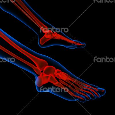 skeleton foot