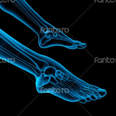  skeleton foot