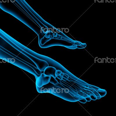  skeleton foot