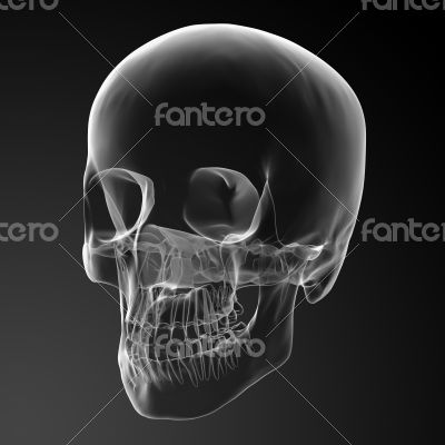3d render skull on black background 