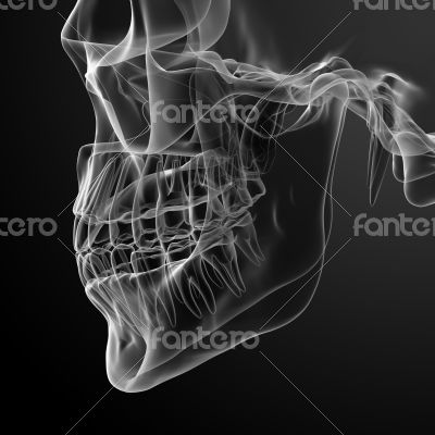 Skull with visible teeth 