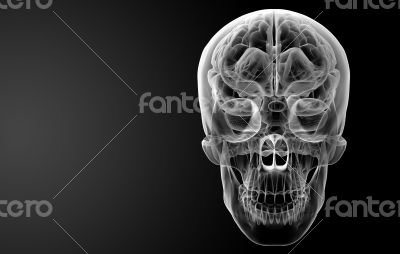 Human brain X ray 