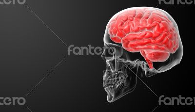 Human brain X ray