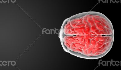 Human brain X ray 