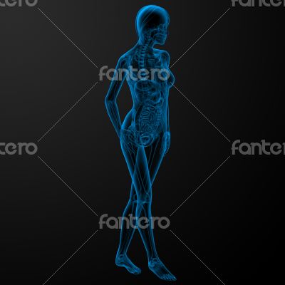 female anatomy female anatomy