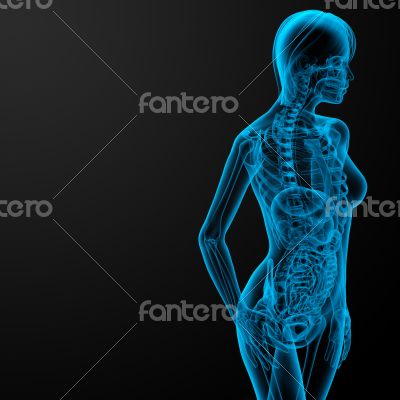 female anatomy female anatomy