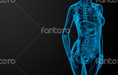 female anatomy female anatomy