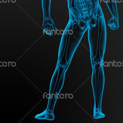 3d render illustration of the male anatomy 