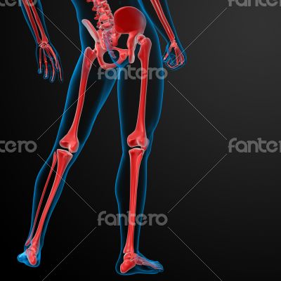 3d rendered red skeleton