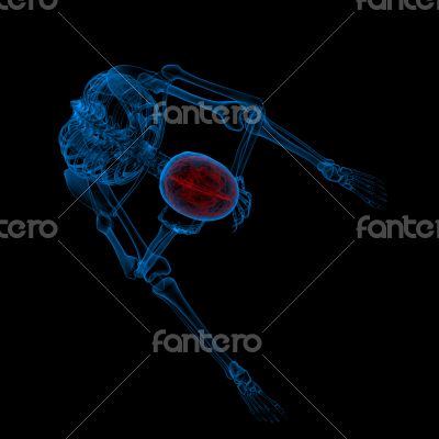 3d rendered blue skeleton of a sitting