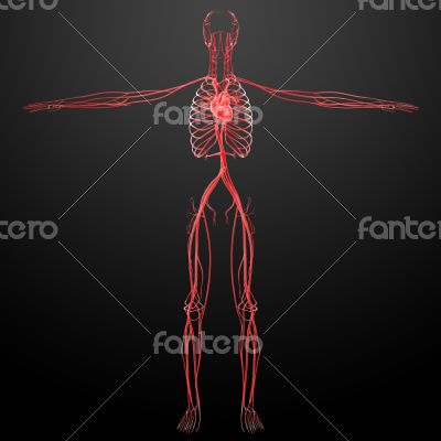 3d rendered human vascular system