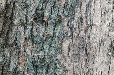 Tree skin texture