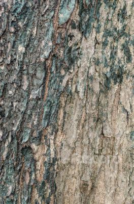 Tree skin texture