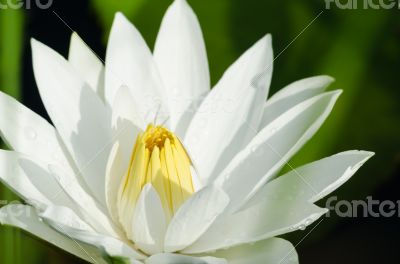 Bloom White lotus