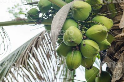 Coconuts Hanging on Palm Tree