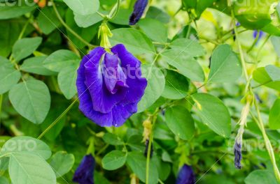 Butterfly pea flower